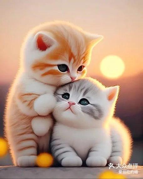 猫咪图片