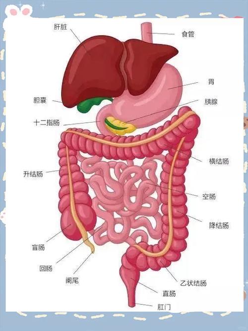 肠道图片大全高清图片