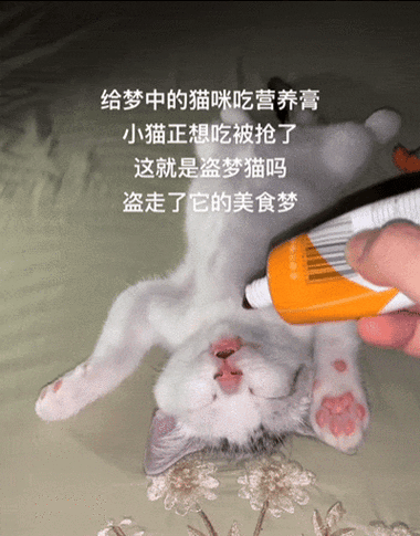 hellie(梦中的猫儿)
