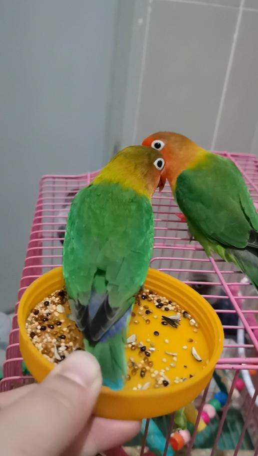 鹦鹉喂小鸟