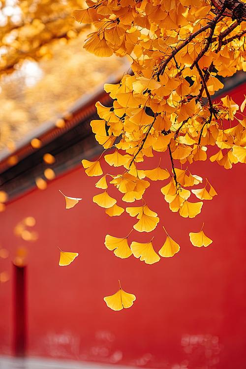 宫墙银杏图片