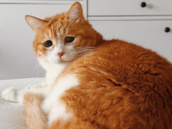 网红猫元宝