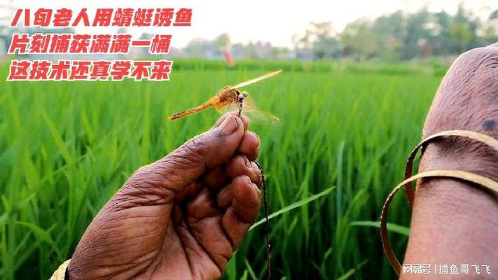 老人抓蜻蜓