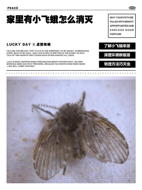 飞蛾打单机没有解绑还能用吗