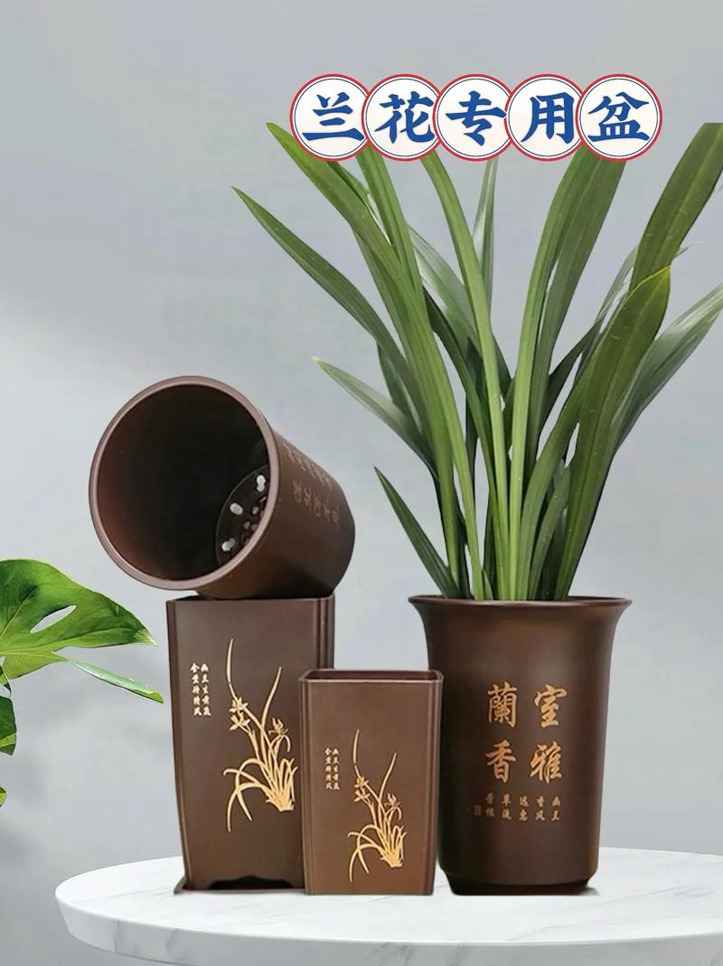 兰花盆