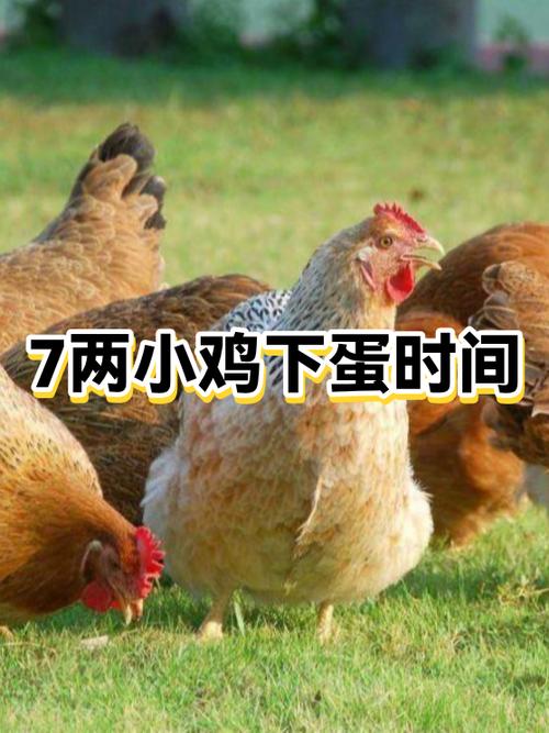 大小鸡一起养可以吗