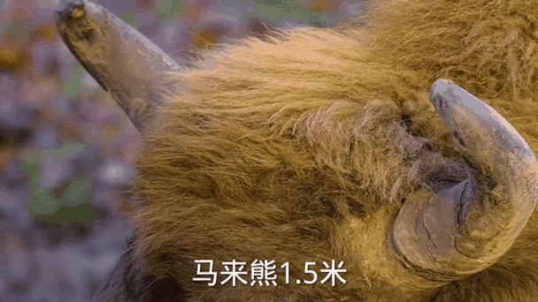 熊能长多大