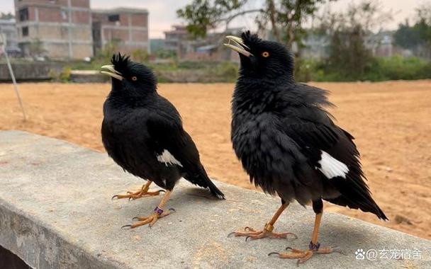 八哥吃什么食物比较好