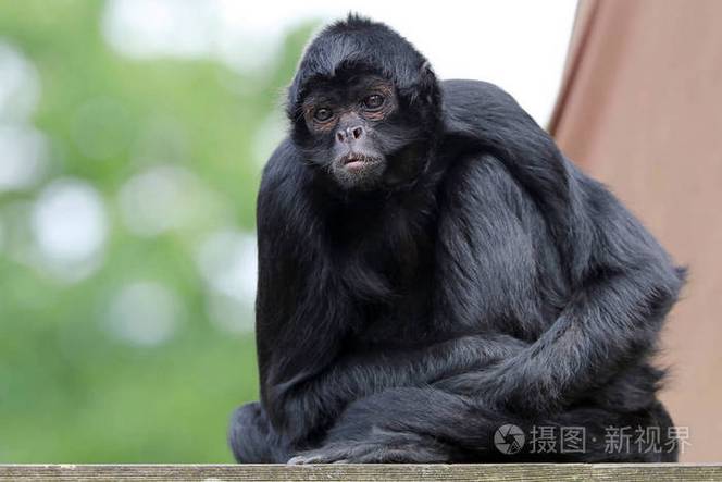 黑蜘蛛猴亚马逊