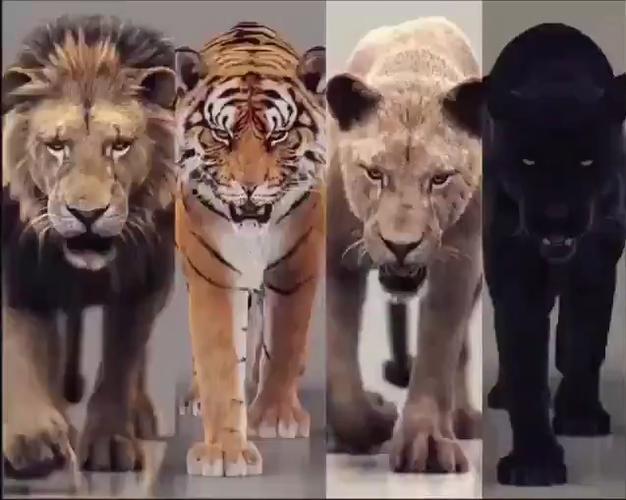 大猩猩狮子豹子熊老虎去游泳