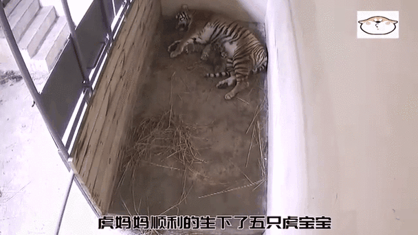 生虎宝宝好吗
