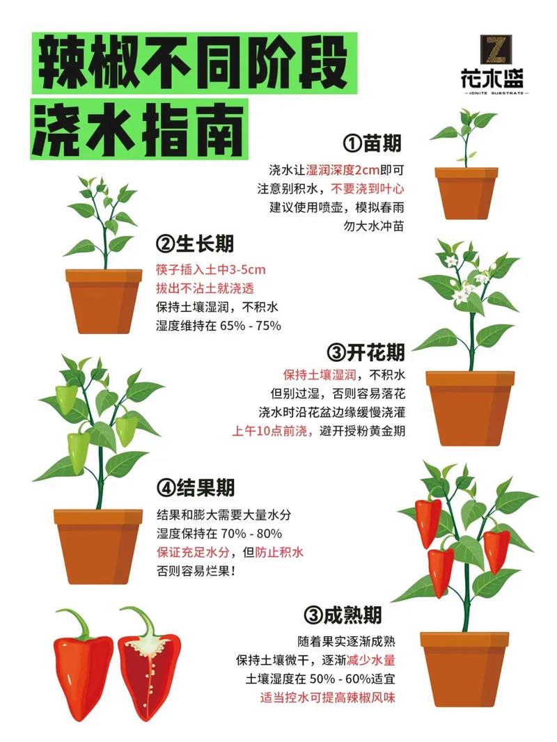 辣椒beta版已过期解决办法