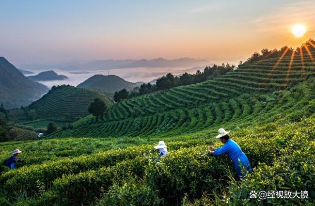 认领一亩茶园