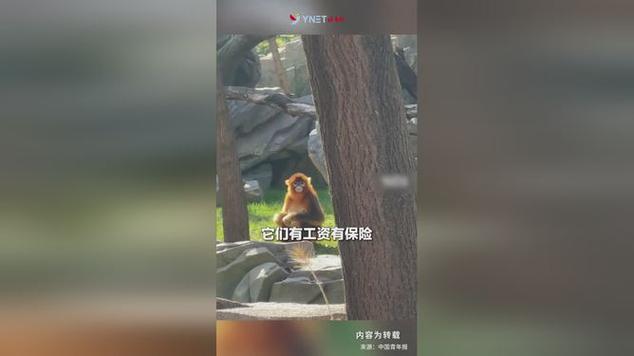 猴子高情商幽默句子截图1