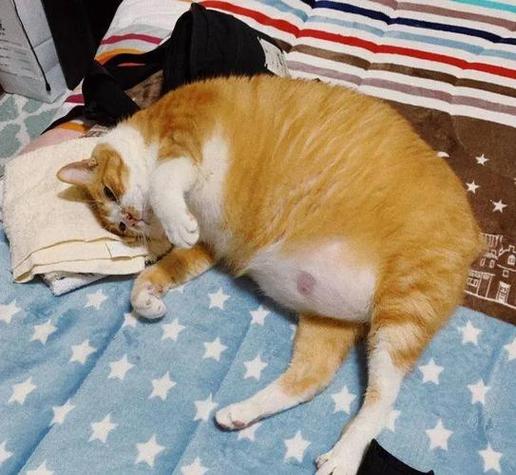 猫咪怀孕的迹象