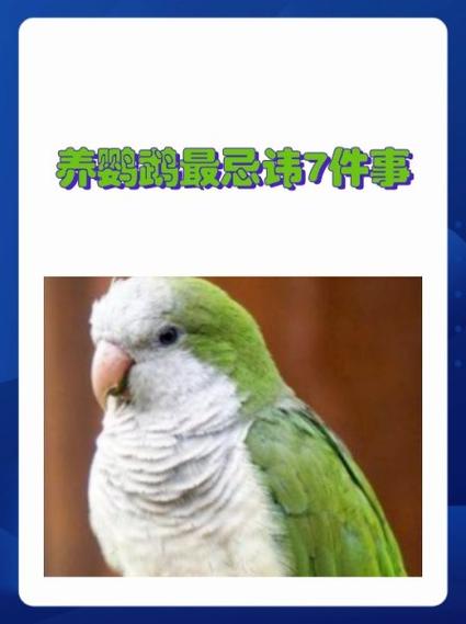 养鹦鹉的10大忌