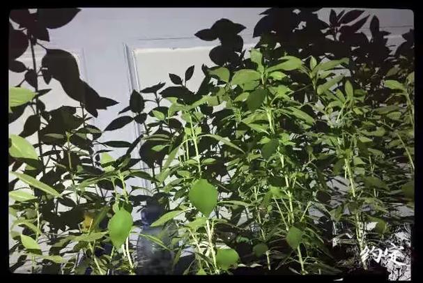 怎么加入芝麻约定