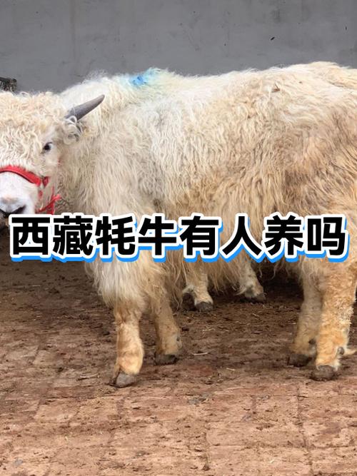 家里100头牦牛算富有吗