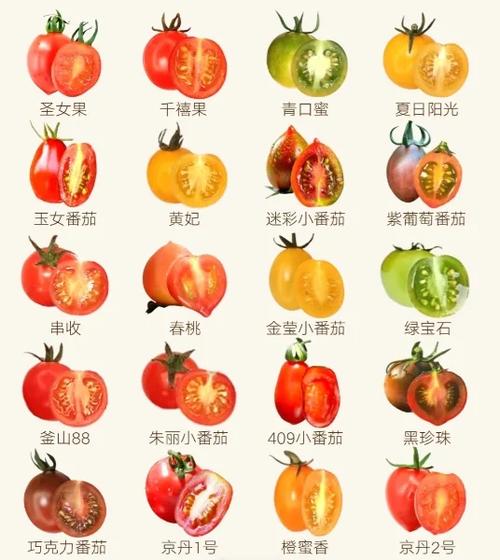 番茄品种十大排名