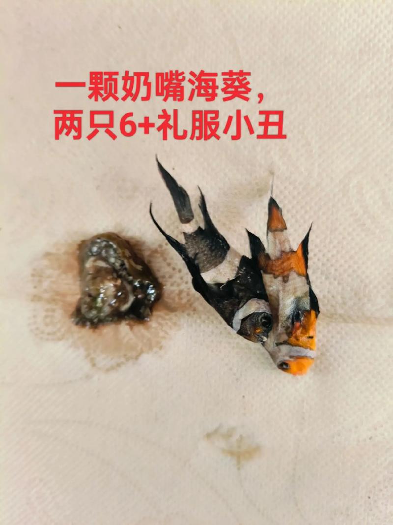 微缸养小丑配什么海葵