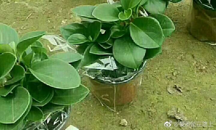 绿色转发文章赚钱平台