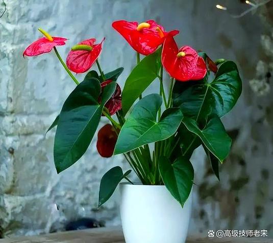 红掌叶子焦边干枯怎么办