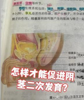 男人海绵体可以二次发育吗