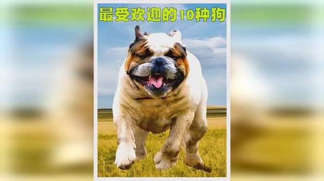 2026最新版特狗