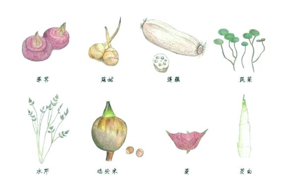 水八仙简笔画