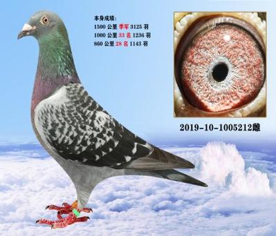 信鸽1500公里正常几天