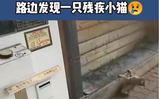 猫咪突然走路东倒西歪走不稳