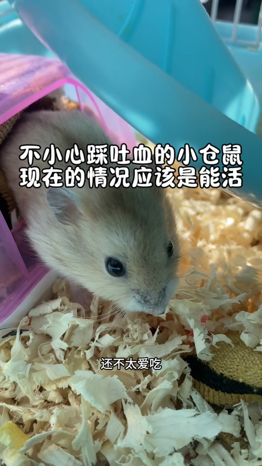仓鼠吐血一抽一抽的