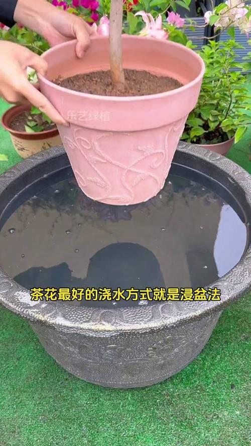 茶花秋天怎么浇水