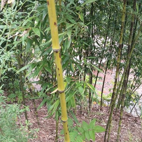 花班竹