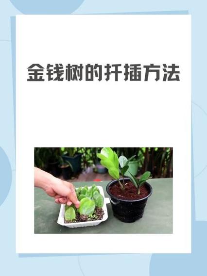 金钱树怎么扦插