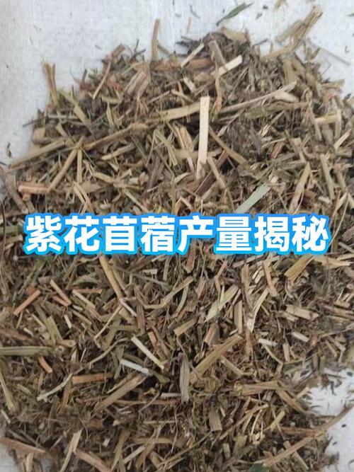 紫花苜蓿蛋白含量是多少