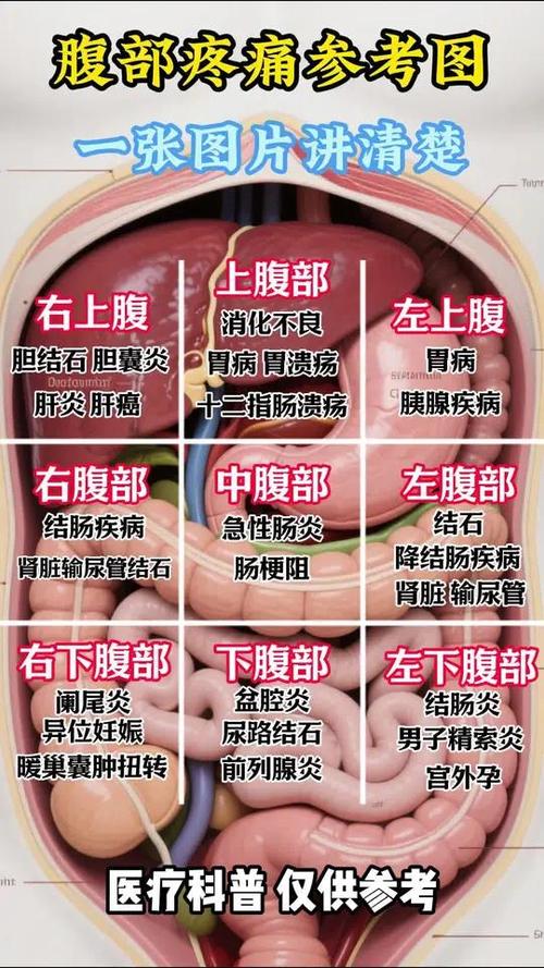 肚子下方疼痛部位对照表