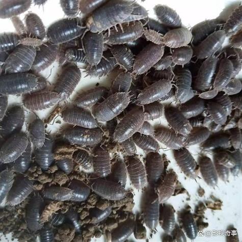 虫子照片大全图片