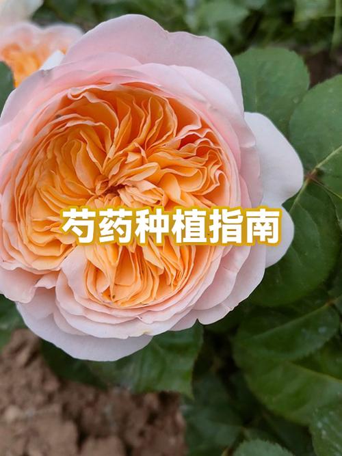 芍药花的种植方法和时间