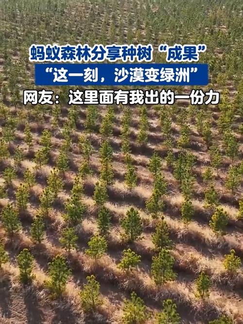 外国网民评蚂蚁森林