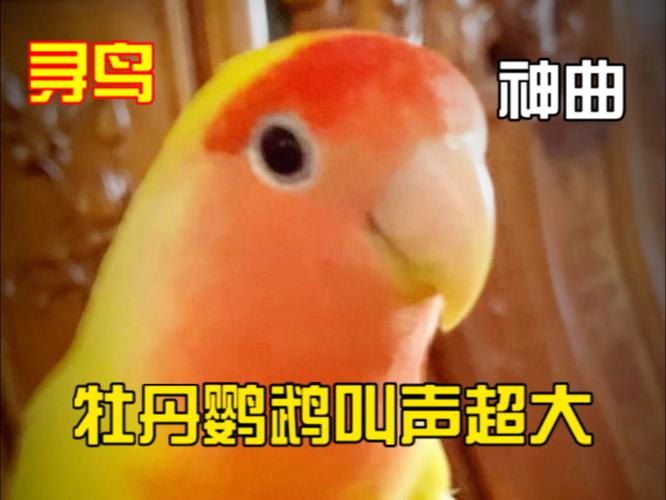 呼唤鹦鹉回来的叫声