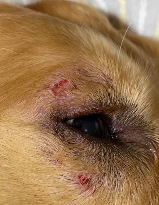 狗狗眼周围溃烂结痂