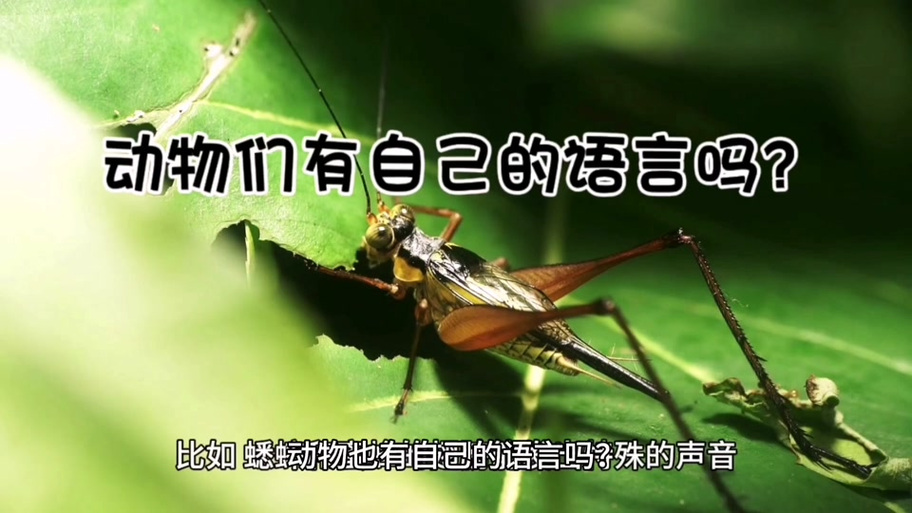 动物有自己的语言吗