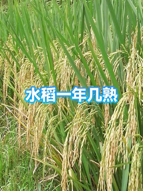 为什么热带水稻一年三熟