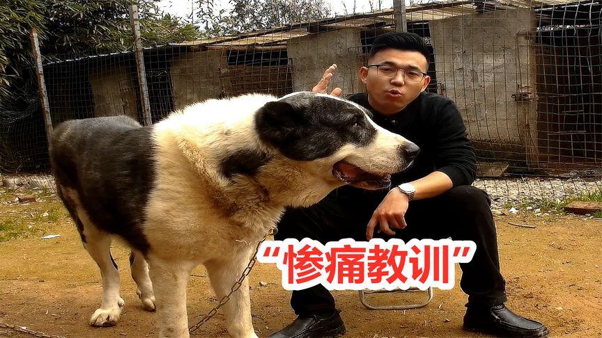 致富经养狗