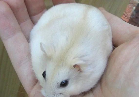 仓鼠几年的寿命