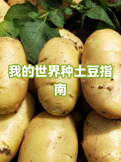 我的世界土豆怎么获得