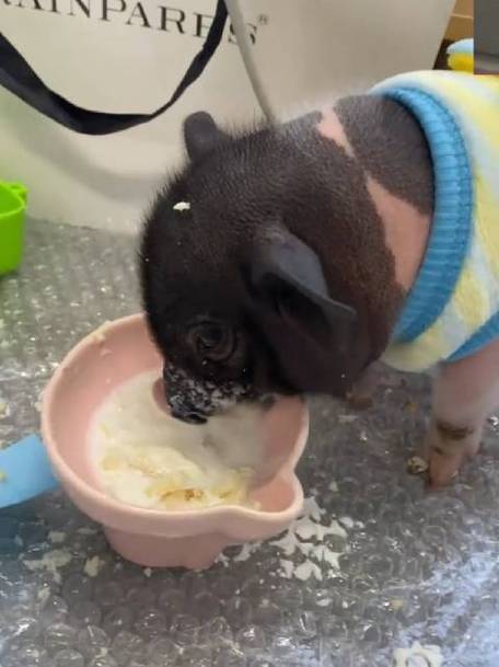 猪进食的视频
