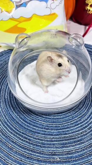 仓鼠浴沙洗澡洗多久