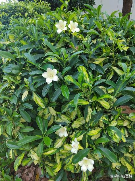 茉莉花养殖方法和技巧